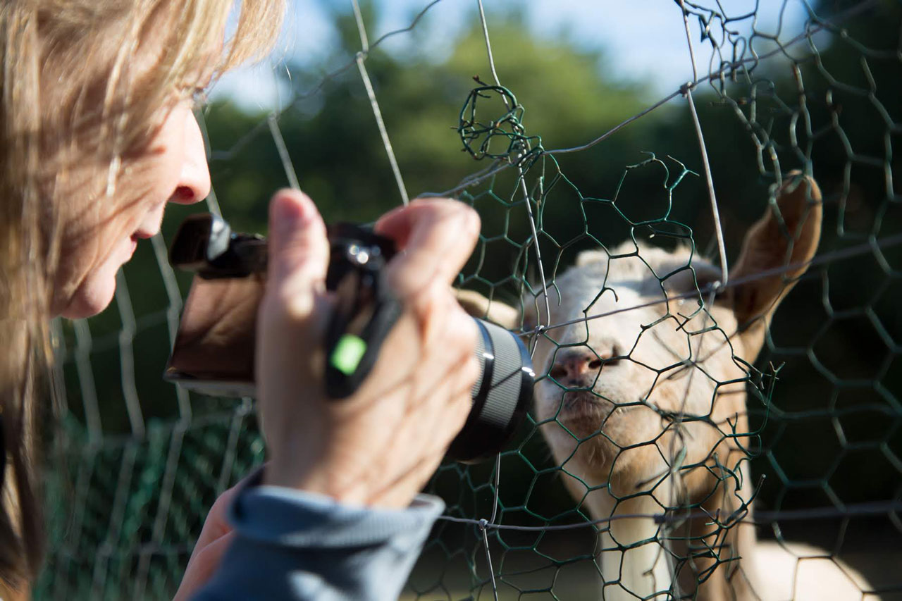 Petra fotografiert Schaf
