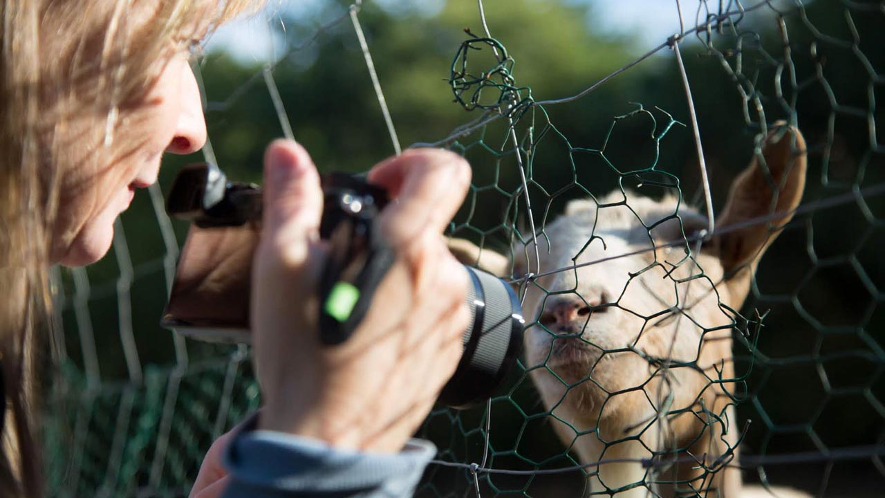 Petra fotografiert Schaf